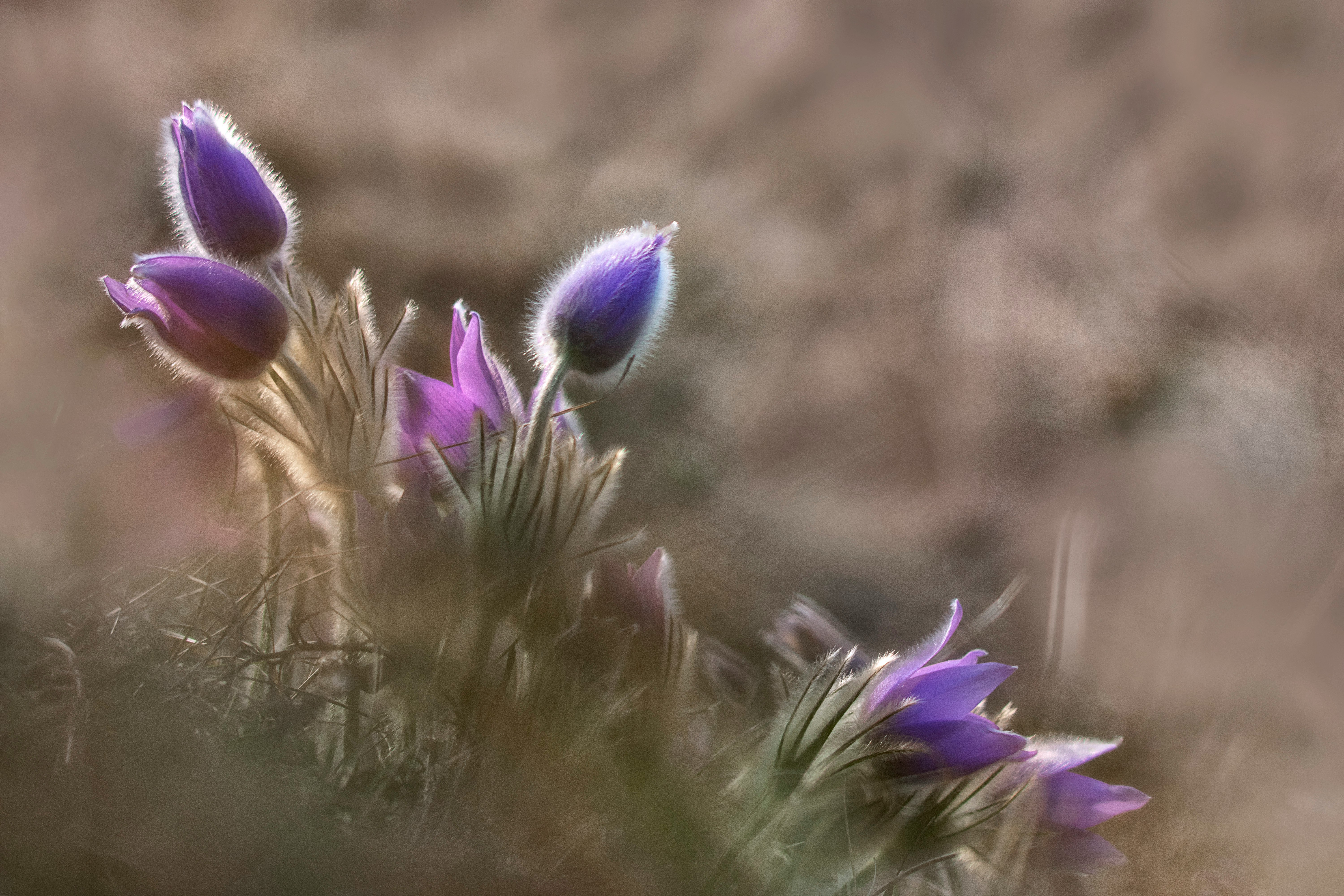 purple flower in selective-focus photography